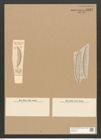 Amphora intersecta A. Schm. (de-Toni-Nr.: Genus 36, Species 1582) Zeichnungen Sammlung Grunow Nr. 3034 (NHMW-BOT-W0370424)